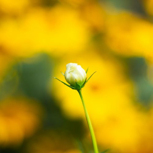 Se retourner pour mieux avancer : “Un an pour vivre”, une autobiographie romancée au profit des enfants et adolescents atteints de cancer